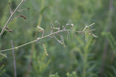 Desmodium illinoense