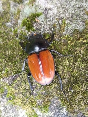 Neolucanus swinhoei