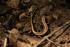 Eurycea guttolineata