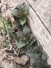 Urtica gracilis gracilis
