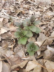 Urtica gracilis gracilis