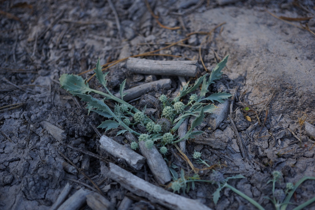 alisma-leaved button-celery