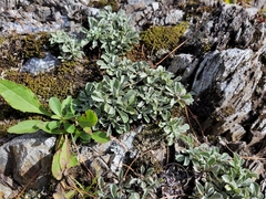 Antennaria howellii