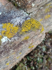 Candelariella