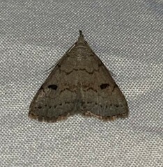 Chytolita morbidalis