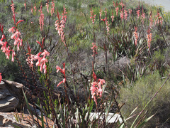 Watsonia