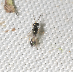 Eulophidae