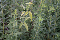 Desmodium illinoense