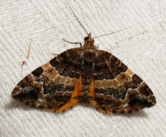Chrysolarentia phaedra