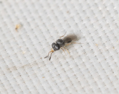 Scelionidae