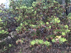Arctostaphylos virgata