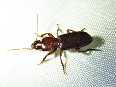 Stenomorphus californicus