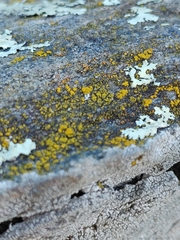 Candelariella