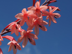 Watsonia