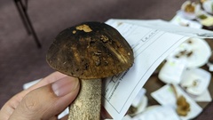 Leccinum snellii