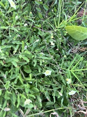 Chamaesaracha edwardsiana