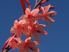 Watsonia
