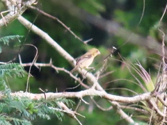 Sporophila morelleti