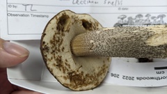 Leccinum snellii