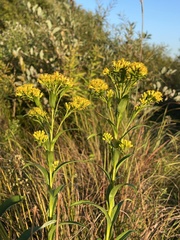 Solidago riddellii