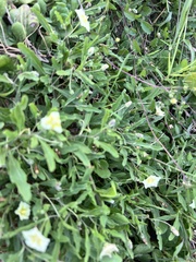 Chamaesaracha edwardsiana