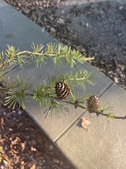 Larix decidua