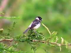 Sporophila morelleti