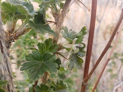 Ribes oxyacanthoides