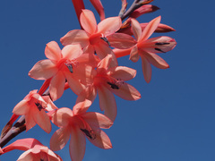 Watsonia