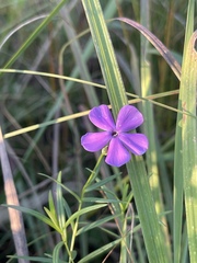 Phlox glaberrima interior