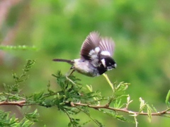 Sporophila morelleti