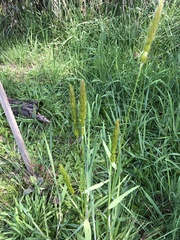 Anthoxanthum odoratum