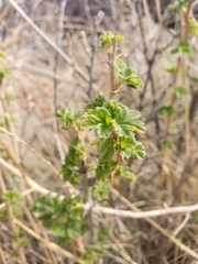 Ribes oxyacanthoides