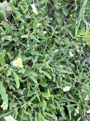 Chamaesaracha edwardsiana