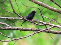 Sporophila corvina
