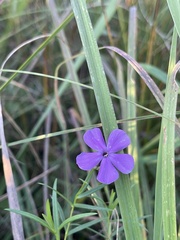 Phlox glaberrima interior