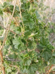 Ribes oxyacanthoides