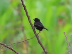 Sporophila corvina
