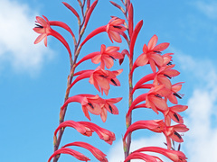 Watsonia