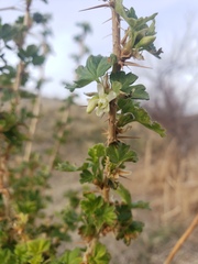 Ribes oxyacanthoides