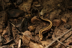 Eurycea guttolineata