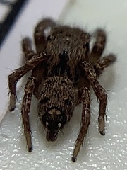 Habronattus coecatus