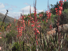 Watsonia