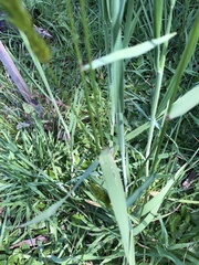 Anthoxanthum odoratum