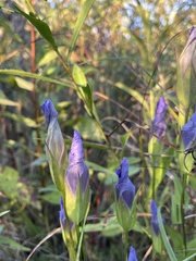 Gentianopsis