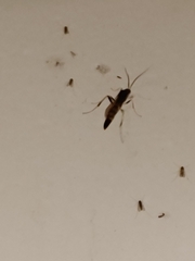 Cratichneumon