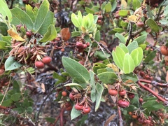 Arctostaphylos virgata