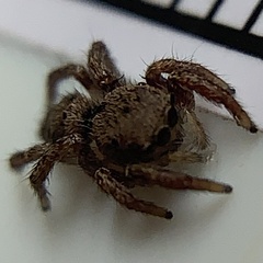 Habronattus coecatus