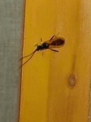 Cratichneumon