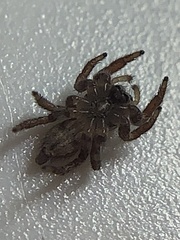 Habronattus coecatus